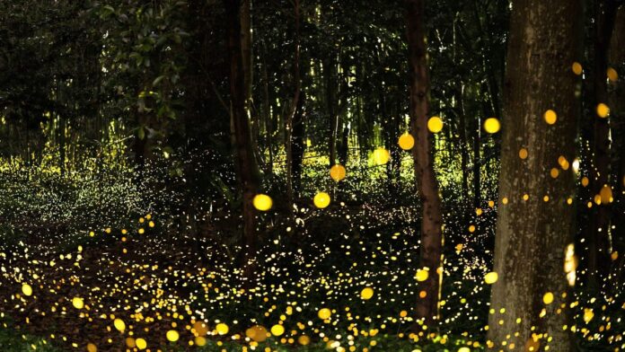 Why Adobe Firefly might be the only AI image tool that actually matters